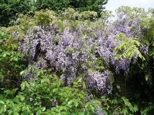 Blauwe regen