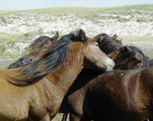 paarden krabben elkaars rug