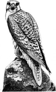 incassobureau's gedragen zich als roofvogels